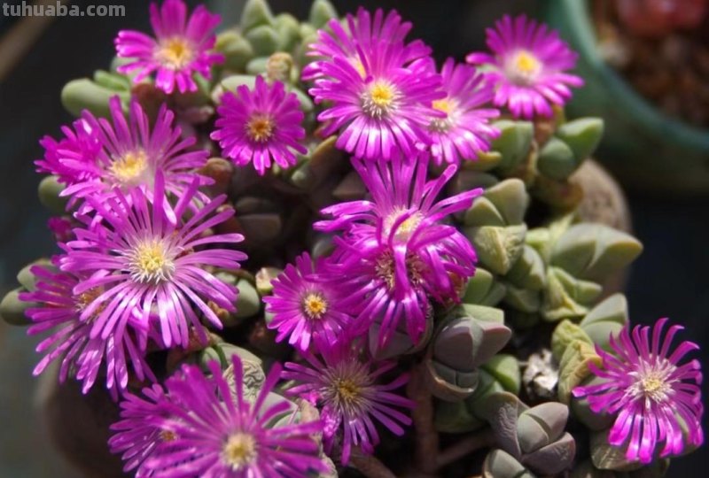 名字超美的21种多肉，光听名字就想买回家，看看哪种长在你心尖上