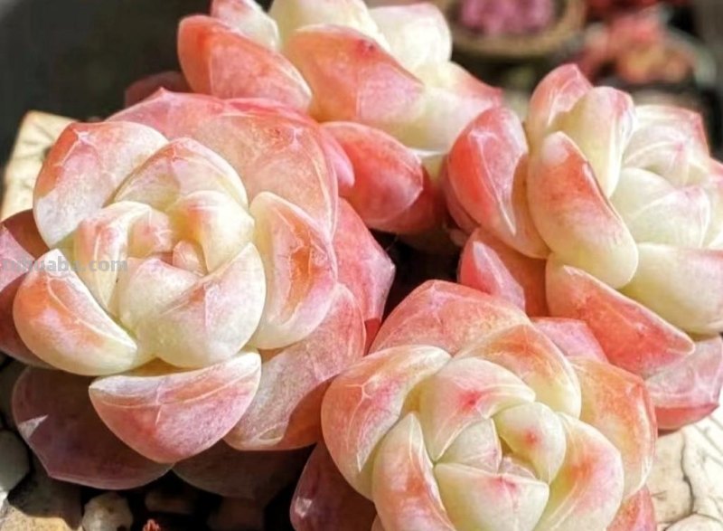 名字超美的21种多肉，光听名字就想买回家，看看哪种长在你心尖上