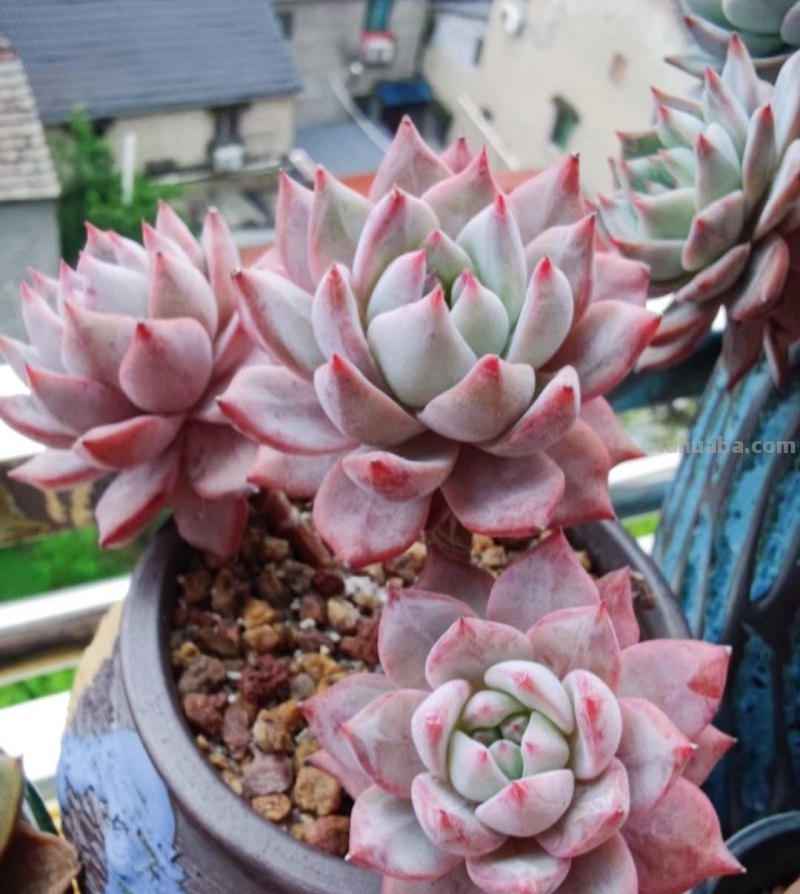 名字超美的21种多肉，光听名字就想买回家，看看哪种长在你心尖上