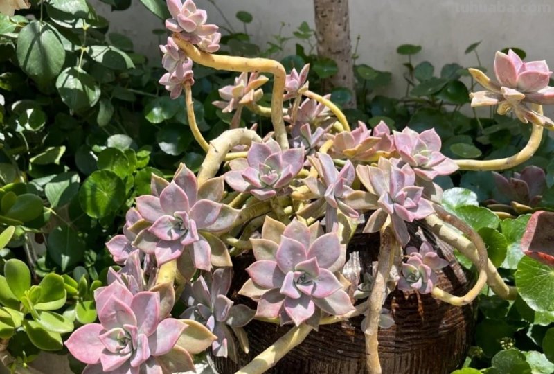 名字超美的21种多肉，光听名字就想买回家，看看哪种长在你心尖上