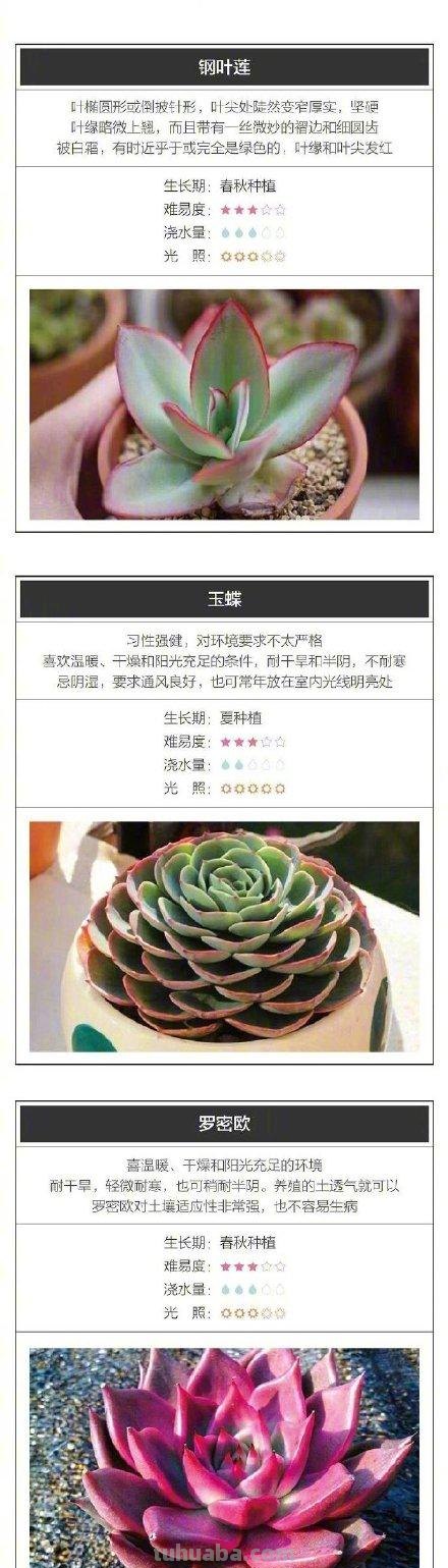 收藏！26种超好养的多肉宝宝