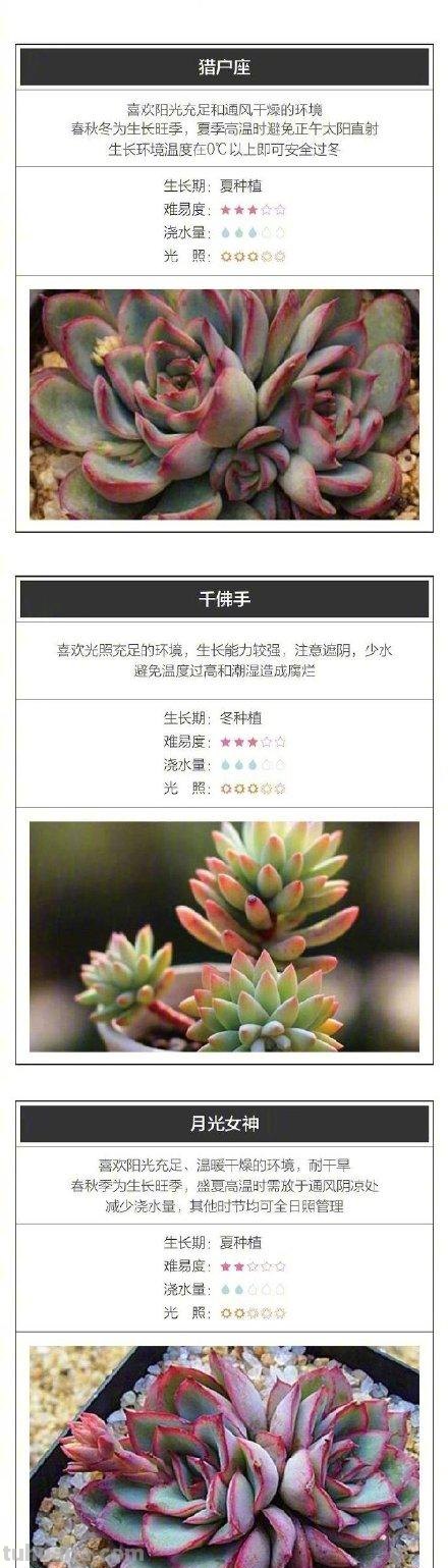收藏！26种超好养的多肉宝宝