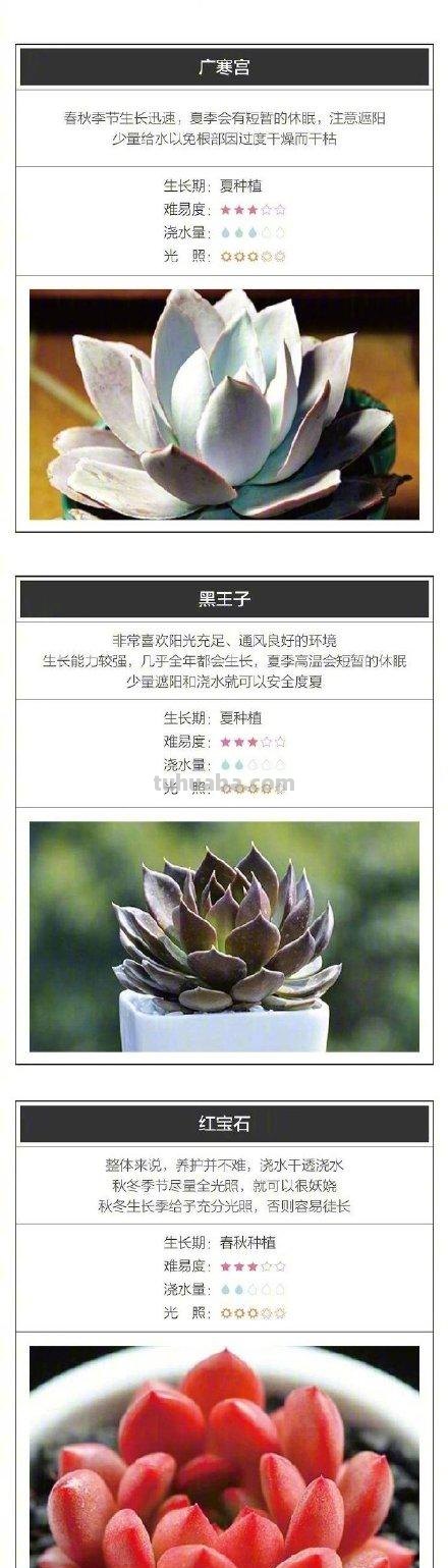 收藏！26种超好养的多肉宝宝