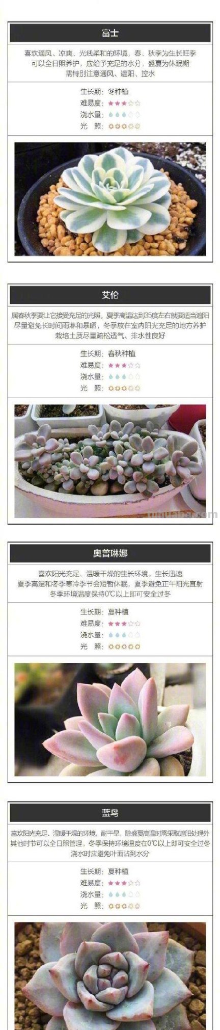 收藏！26种超好养的多肉宝宝