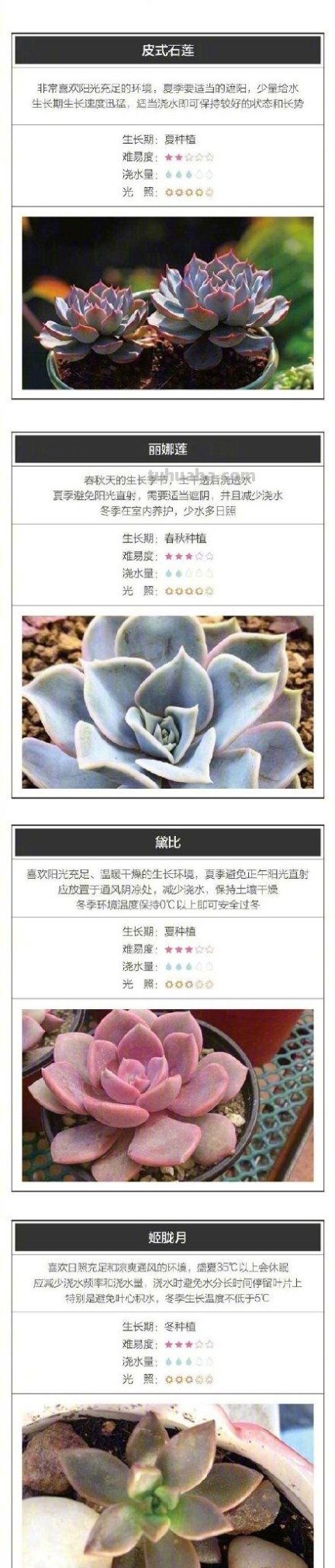 收藏！26种超好养的多肉宝宝