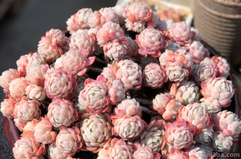 你家是不是总有几款多肉鹤立鸡群？像我这9盆多肉每年就特别出彩