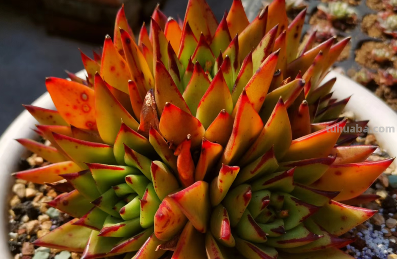 你家是不是总有几款多肉鹤立鸡群？像我这9盆多肉每年就特别出彩