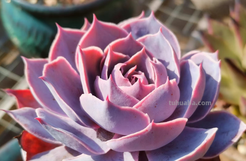 你家是不是总有几款多肉鹤立鸡群？像我这9盆多肉每年就特别出彩