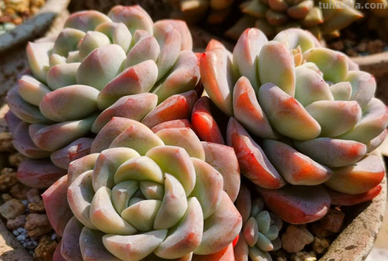 你家是不是总有几款多肉鹤立鸡群？像我这9盆多肉每年就特别出彩