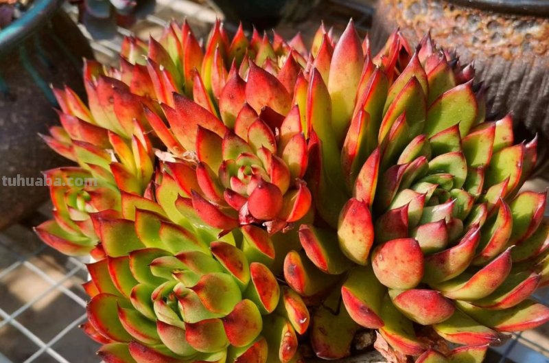 你家是不是总有几款多肉鹤立鸡群？像我这9盆多肉每年就特别出彩