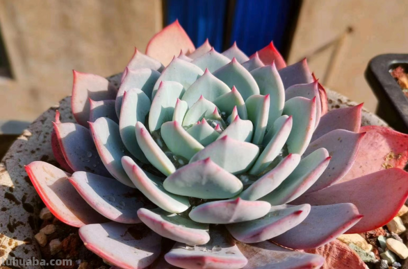 你家是不是总有几款多肉鹤立鸡群？像我这9盆多肉每年就特别出彩