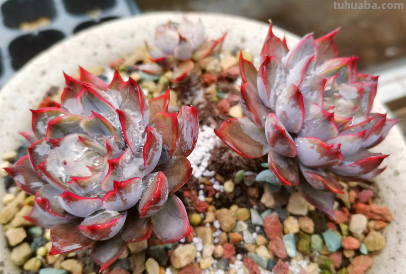 你家是不是总有几款多肉鹤立鸡群？像我这9盆多肉每年就特别出彩