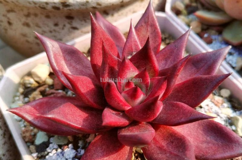 你家是不是总有几款多肉鹤立鸡群？像我这9盆多肉每年就特别出彩