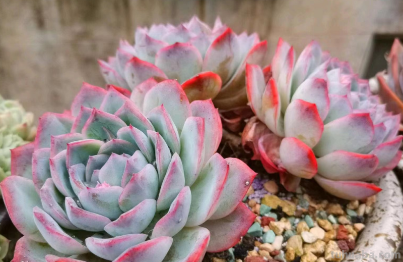 你家是不是总有几款多肉鹤立鸡群？像我这9盆多肉每年就特别出彩