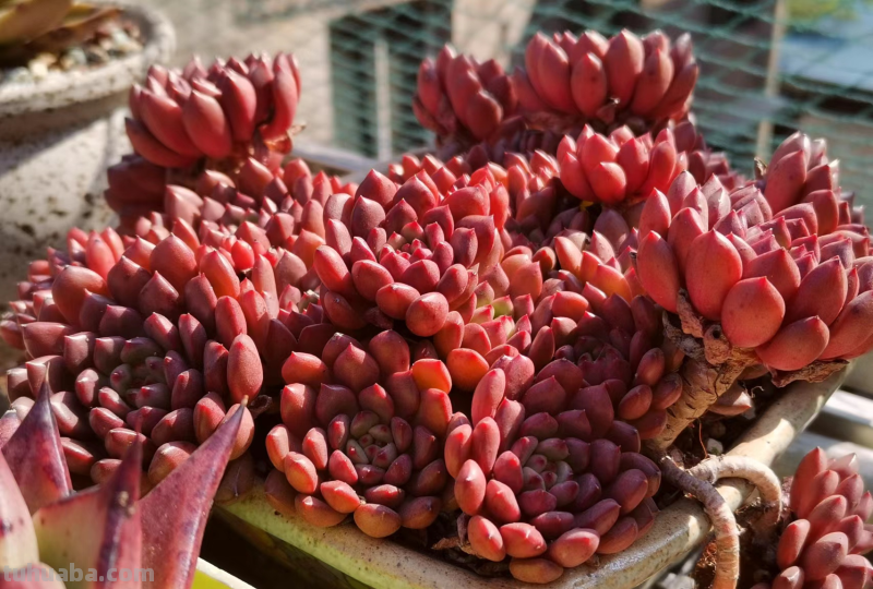 你家是不是总有几款多肉鹤立鸡群？像我这9盆多肉每年就特别出彩