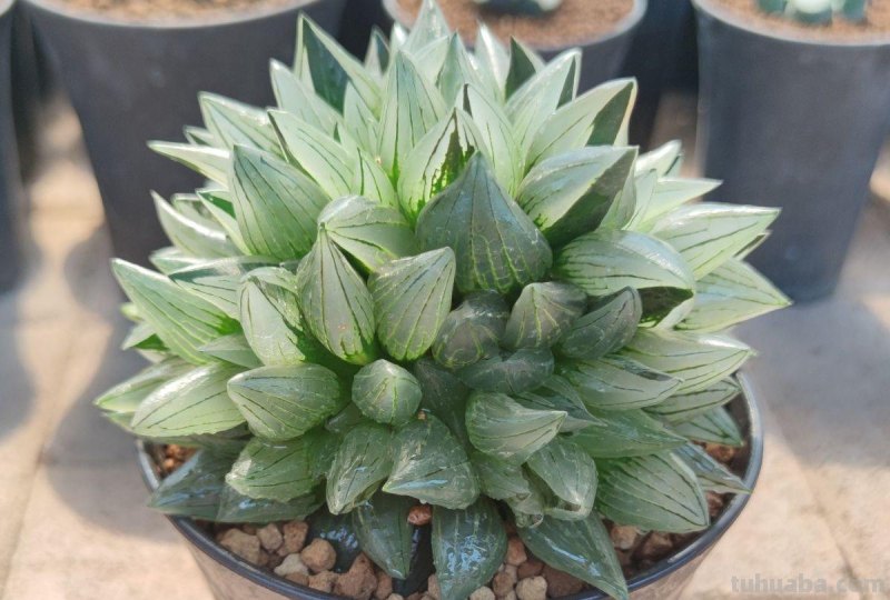 阳台上养多肉，别错过十二卷，尤其是这3款，号称背窗三杰，透亮