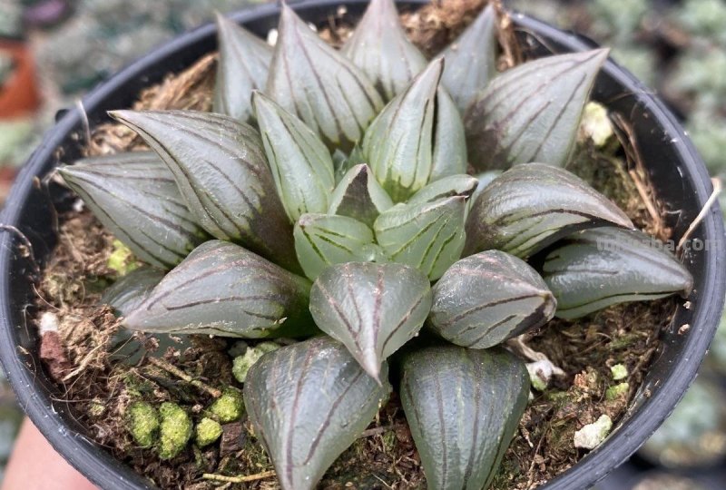 阳台上养多肉，别错过十二卷，尤其是这3款，号称背窗三杰，透亮