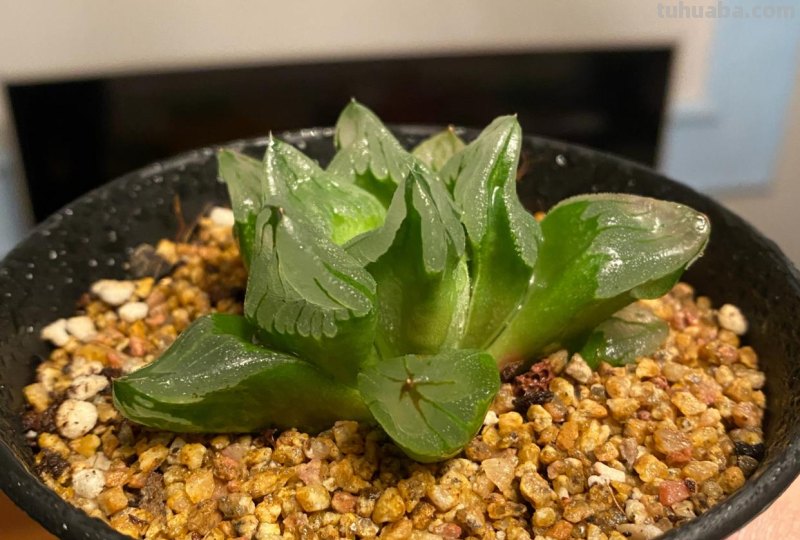 阳台上养多肉，别错过十二卷，尤其是这3款，号称背窗三杰，透亮