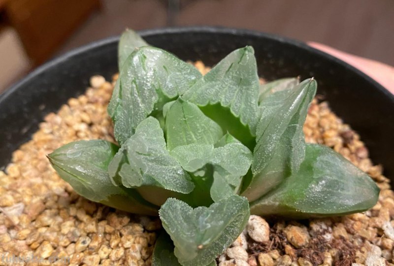 阳台上养多肉，别错过十二卷，尤其是这3款，号称背窗三杰，透亮