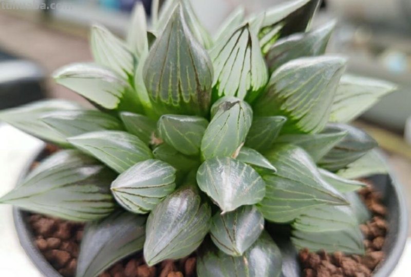 阳台上养多肉，别错过十二卷，尤其是这3款，号称背窗三杰，透亮