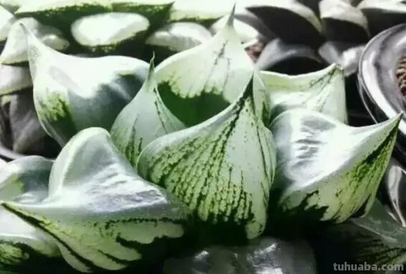 阳台上养多肉，别错过十二卷，尤其是这3款，号称背窗三杰，透亮