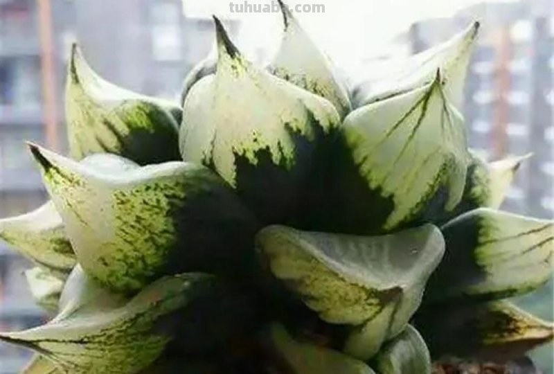 阳台上养多肉，别错过十二卷，尤其是这3款，号称背窗三杰，透亮