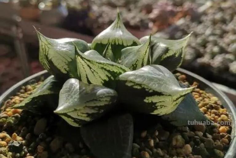 阳台上养多肉，别错过十二卷，尤其是这3款，号称背窗三杰，透亮