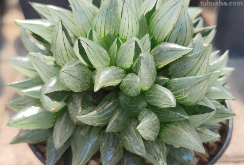 阳台上养多肉，别错过十二卷，尤其是这3款，号称背窗三杰，透亮