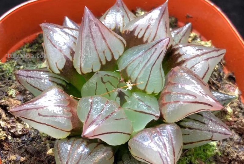 阳台上养多肉，别错过十二卷，尤其是这3款，号称背窗三杰，透亮