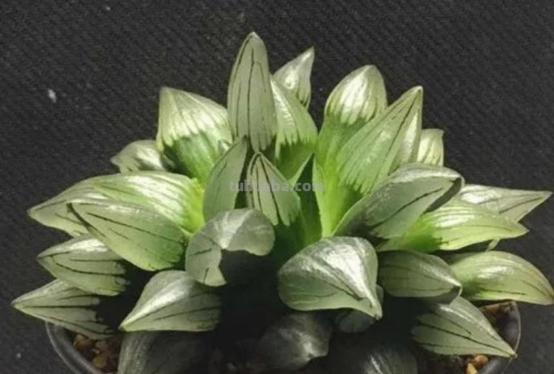 阳台上养多肉，别错过十二卷，尤其是这3款，号称背窗三杰，透亮