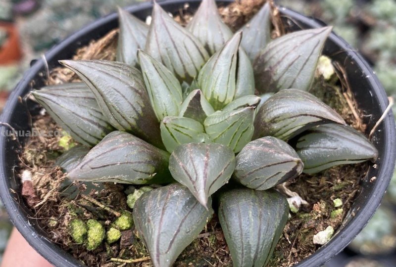 阳台上养多肉，别错过十二卷，尤其是这3款，号称背窗三杰，透亮