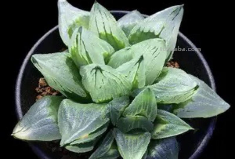 阳台上养多肉，别错过十二卷，尤其是这3款，号称背窗三杰，透亮