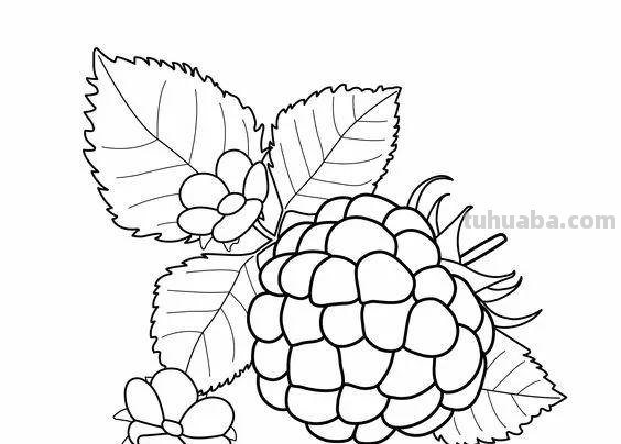 蔬菜和水果的简笔画线稿资料，适合幼儿园儿童涂色