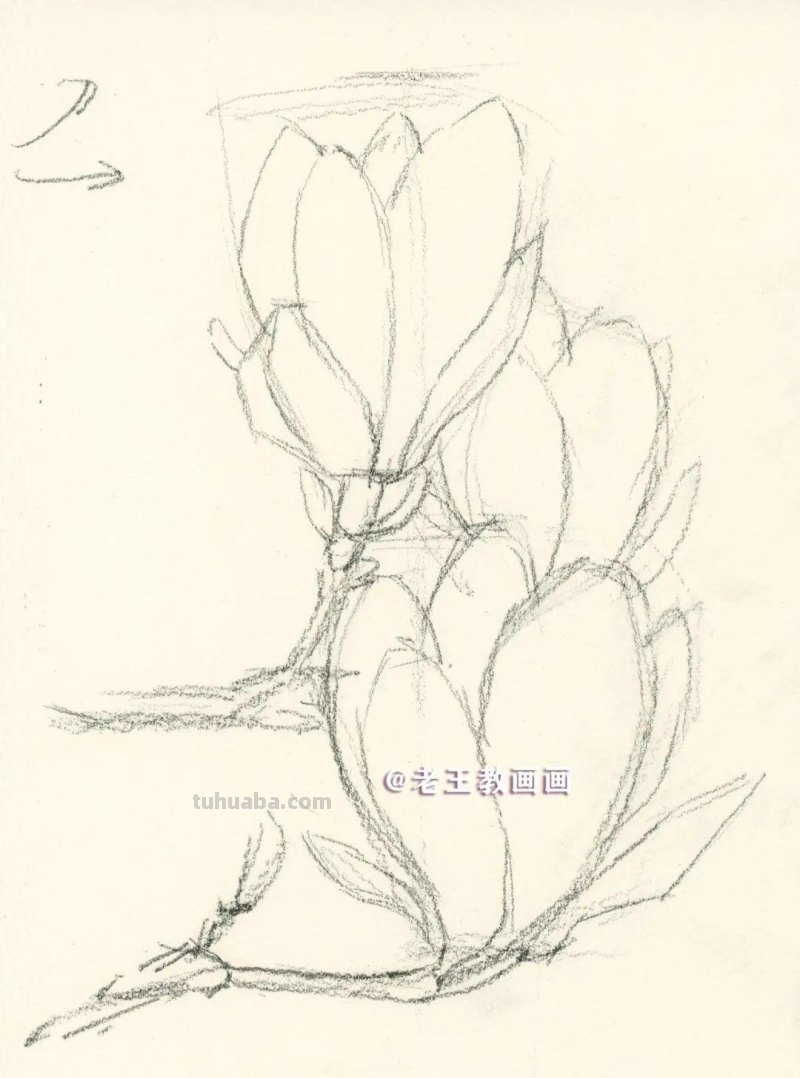 零基础也可以画水彩，教你画一朵玉兰花