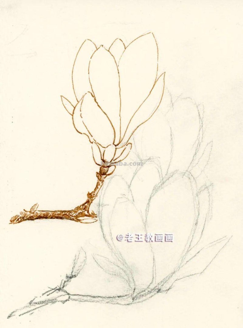 零基础也可以画水彩，教你画一朵玉兰花