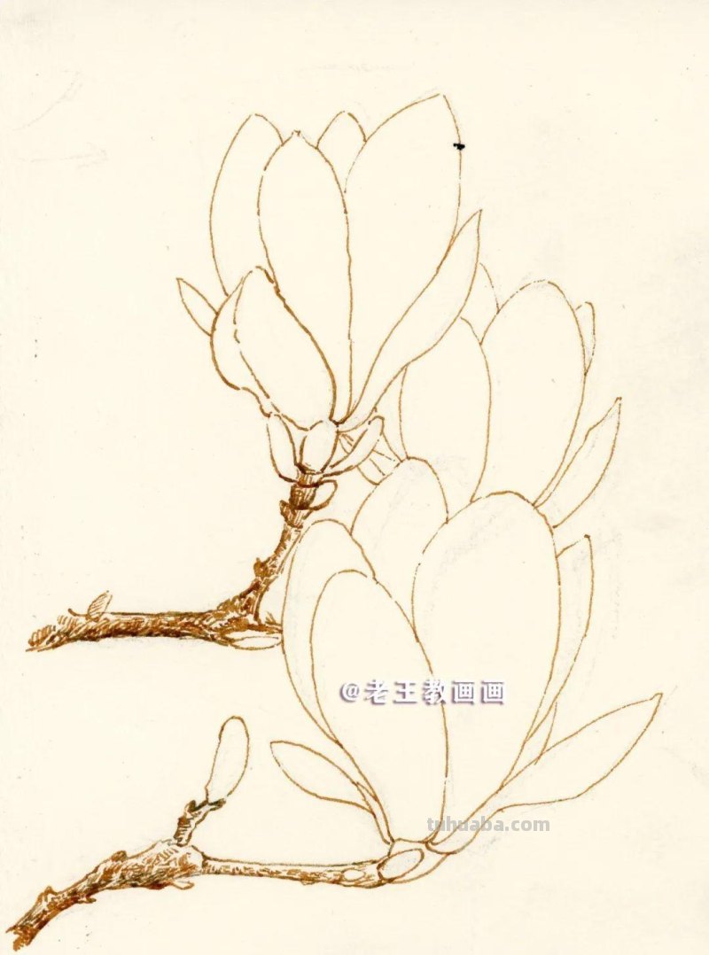 零基础也可以画水彩，教你画一朵玉兰花