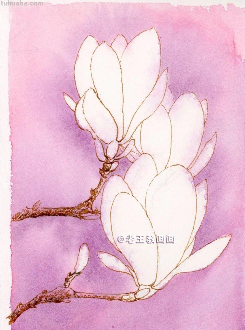 零基础也可以画水彩，教你画一朵玉兰花
