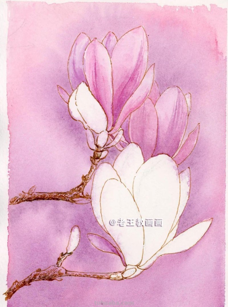 零基础也可以画水彩，教你画一朵玉兰花