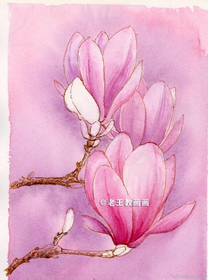 零基础也可以画水彩，教你画一朵玉兰花