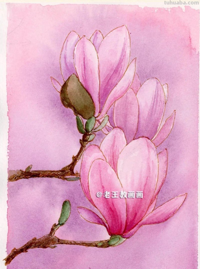 零基础也可以画水彩，教你画一朵玉兰花