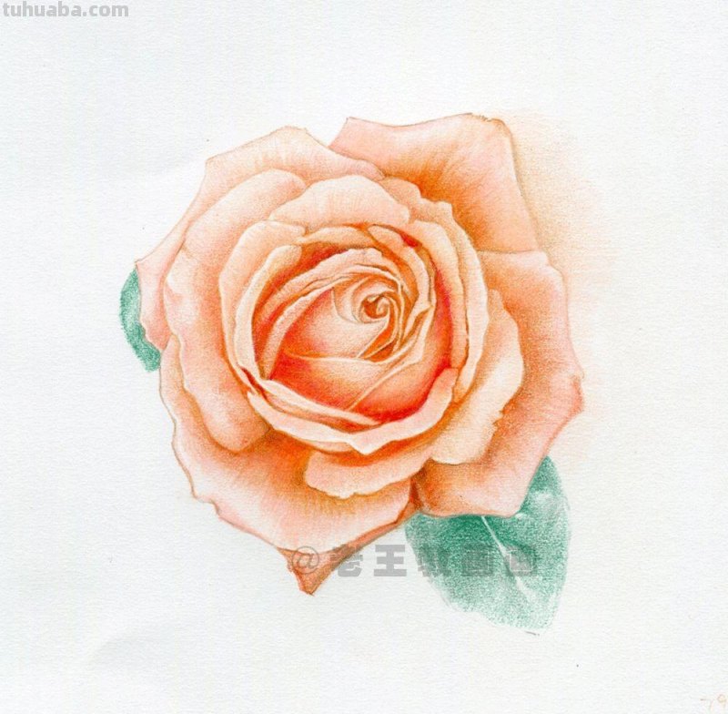 零基础玫瑰花的教程，拿走不谢