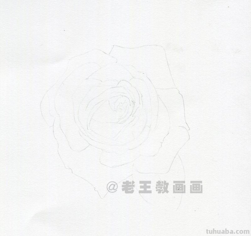 零基础玫瑰花的教程，拿走不谢