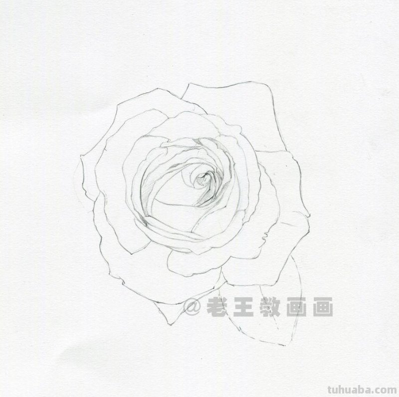 零基础玫瑰花的教程，拿走不谢