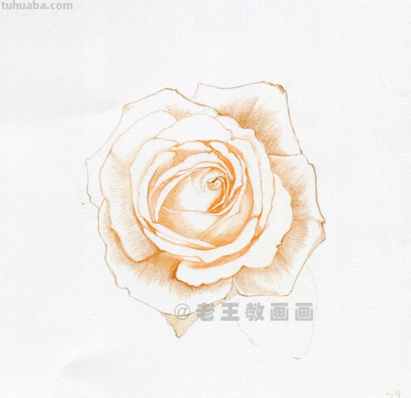 零基础玫瑰花的教程，拿走不谢