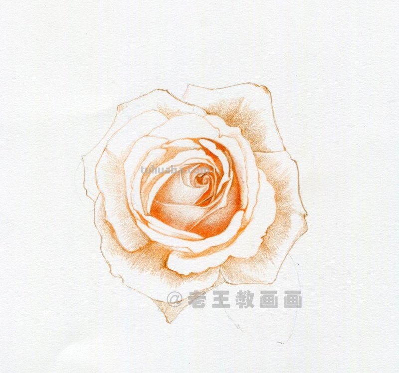 零基础玫瑰花的教程，拿走不谢