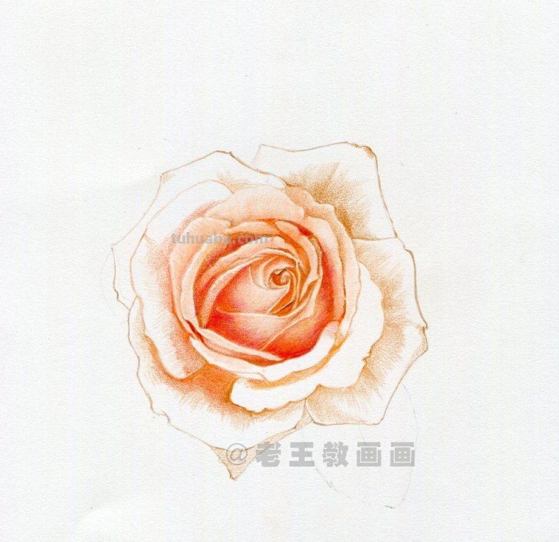 零基础玫瑰花的教程，拿走不谢