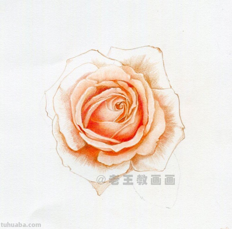 零基础玫瑰花的教程，拿走不谢