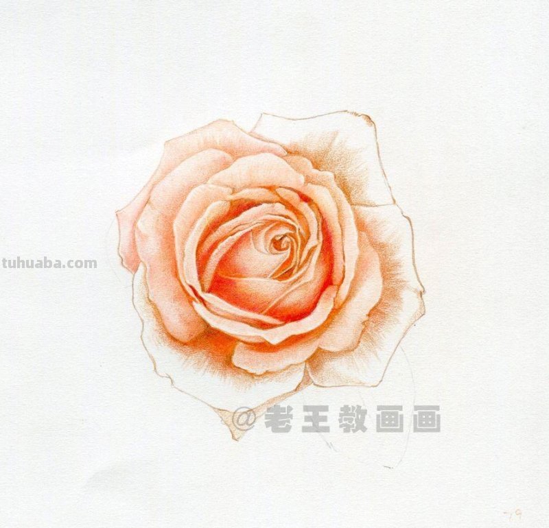 零基础玫瑰花的教程，拿走不谢