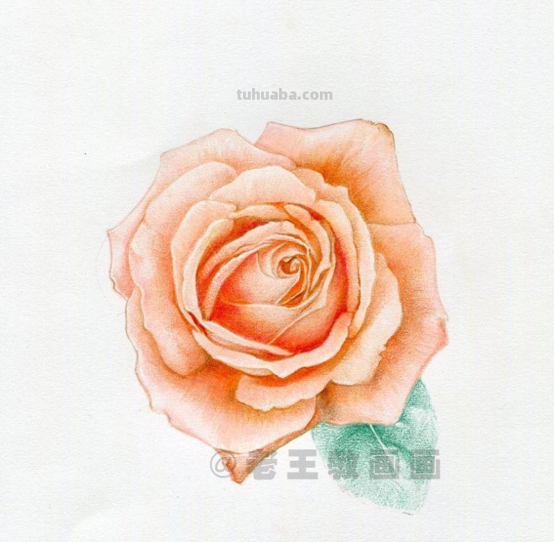 零基础玫瑰花的教程，拿走不谢