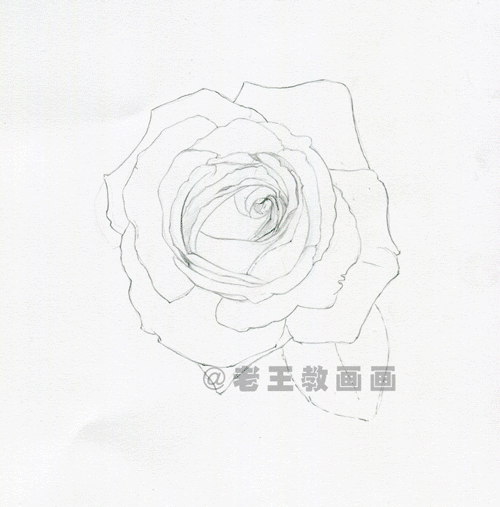 零基础玫瑰花的教程，拿走不谢